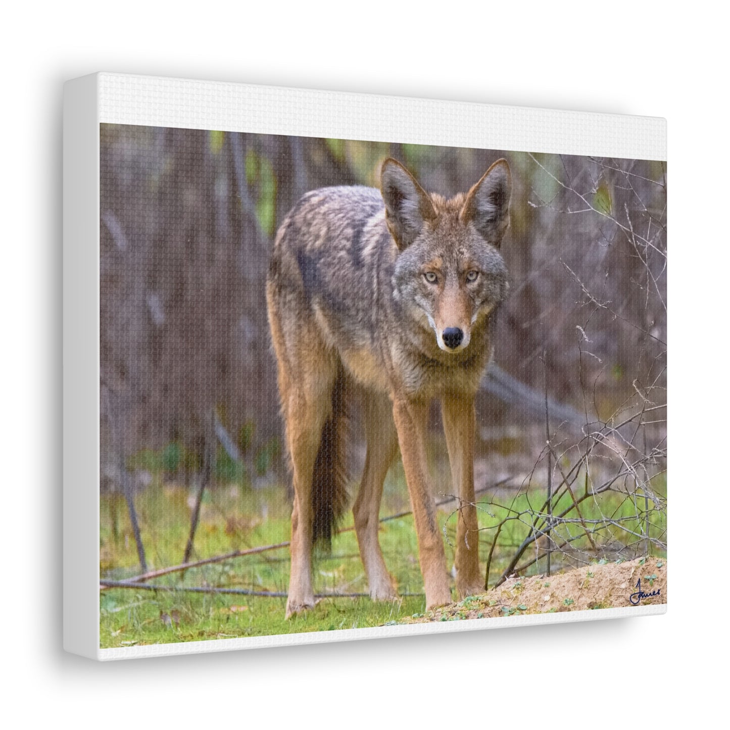Canvas Wraps - Coyote on the Prowl Wall Art