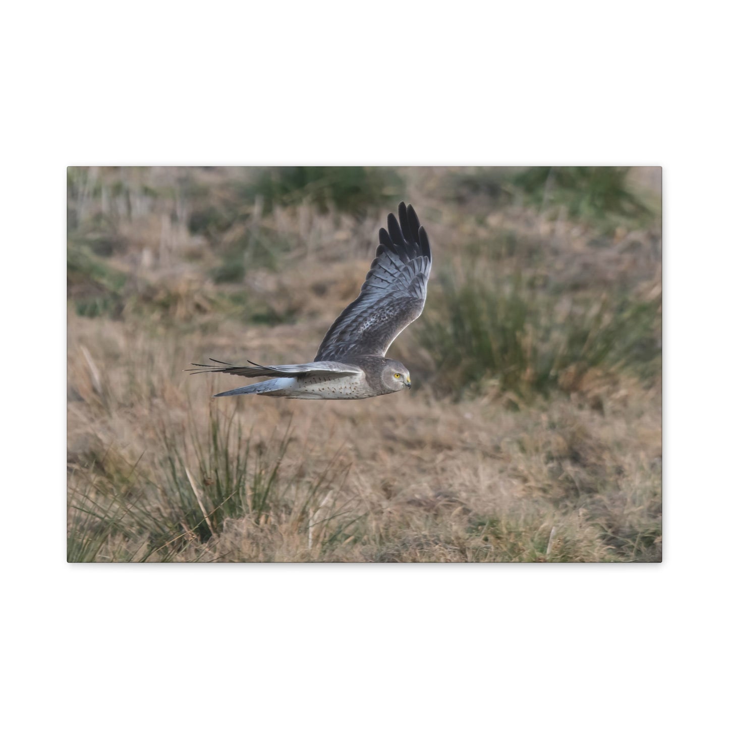Canvas Print - Male Northern Harrier (Gray Ghost)