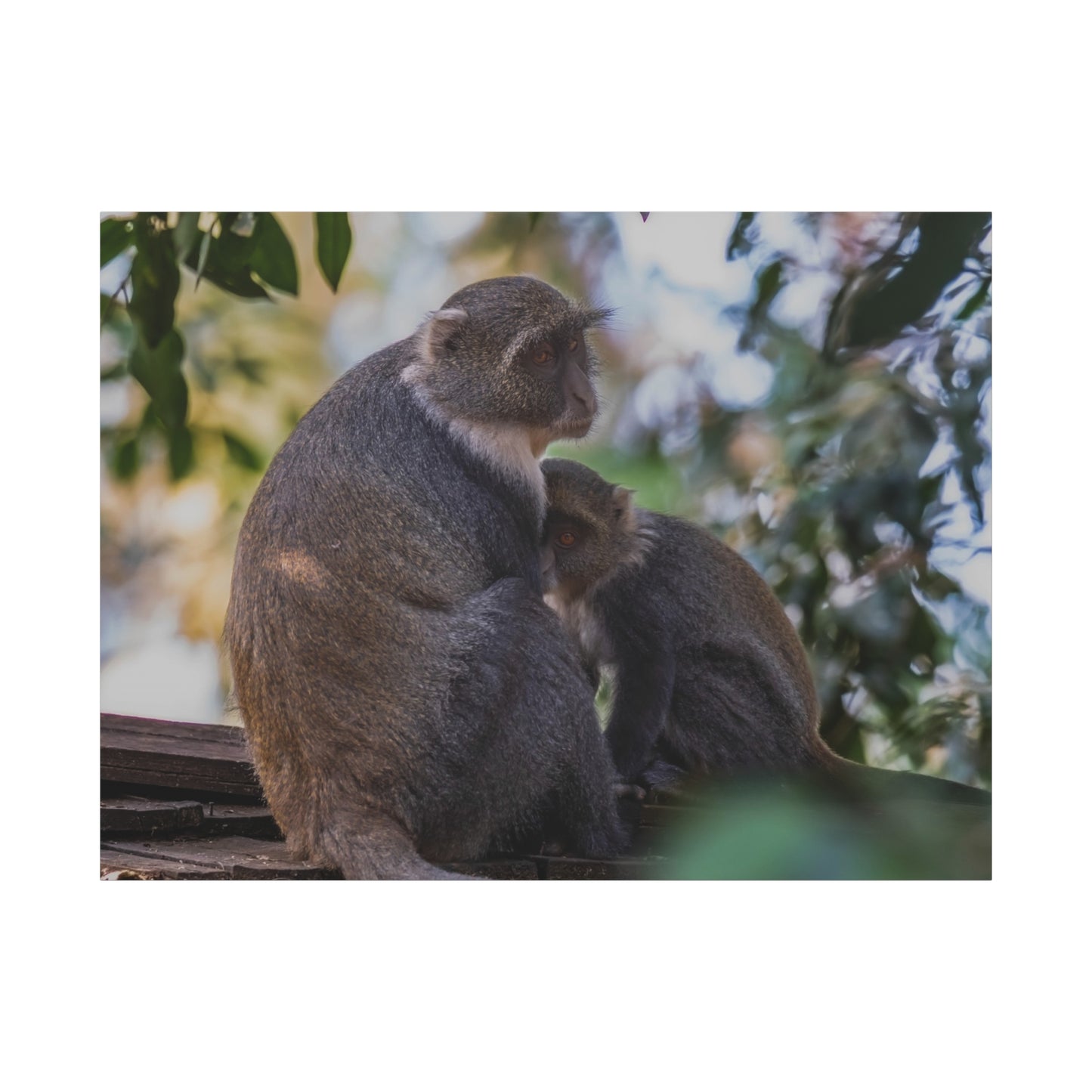 Canvas Print: Sykes Monkey