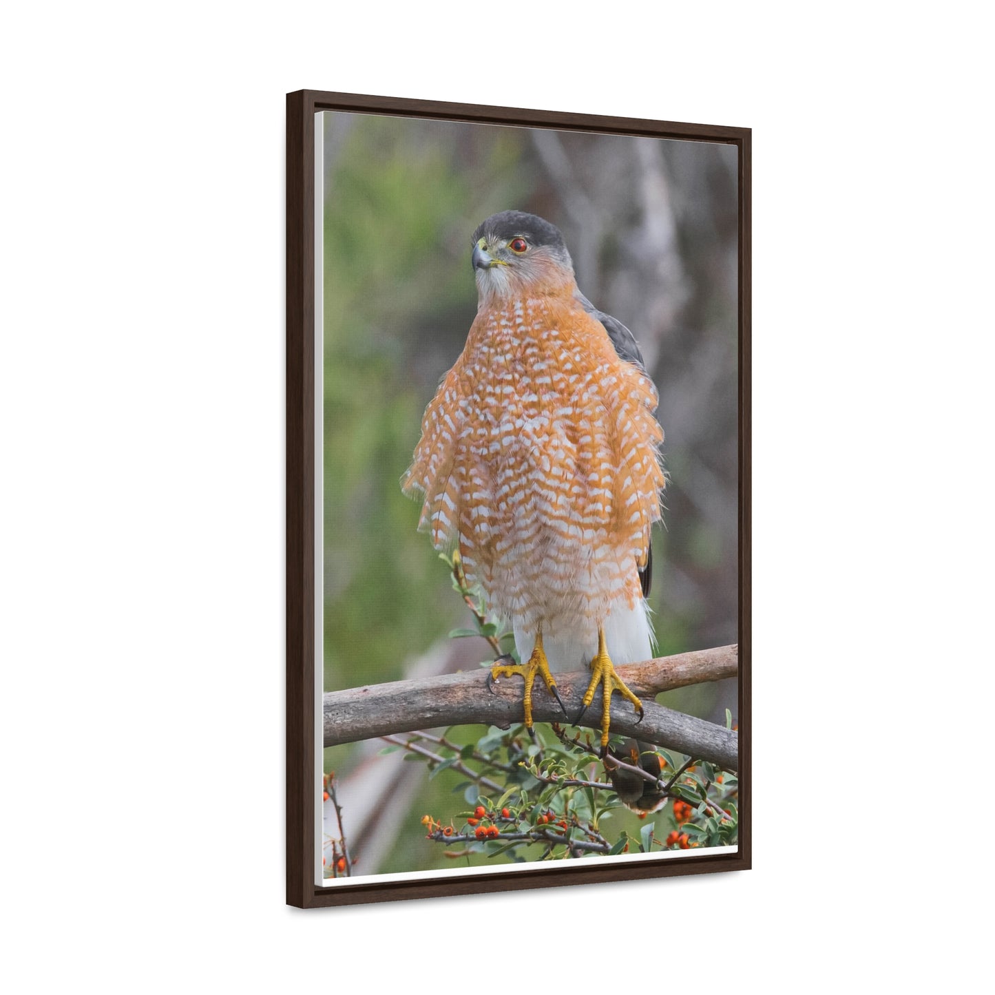 Canvas Wrap Cooper's Hawk