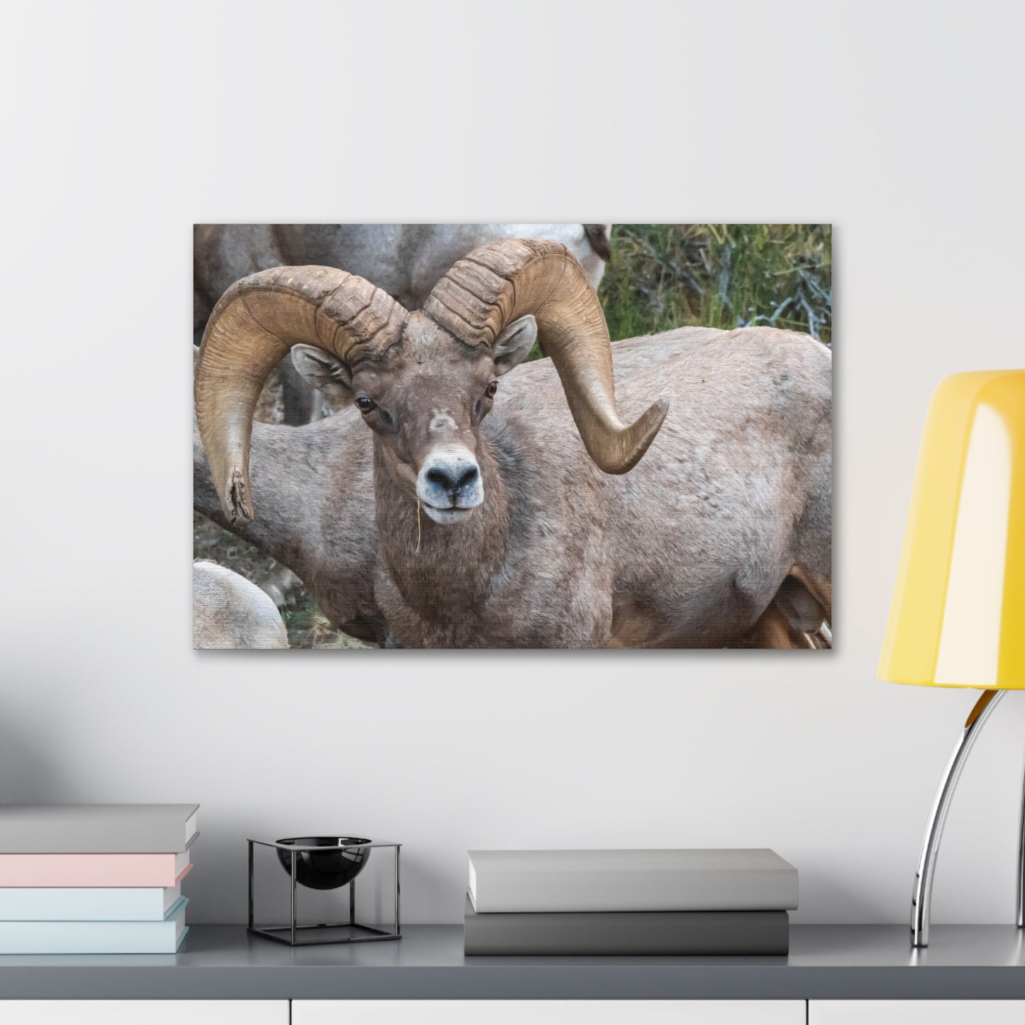 Canvas Gallery Wraps - Big Horn Sheep Wall Art, Wildlife Home Decor, Nature Photography, Animal Canvas Print, Mountain Artwork, Wildlife