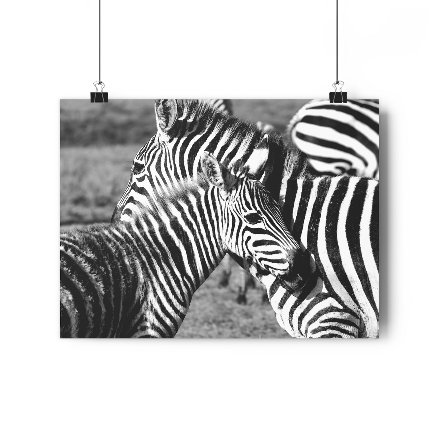 Zebra Mom and Foal Art Print