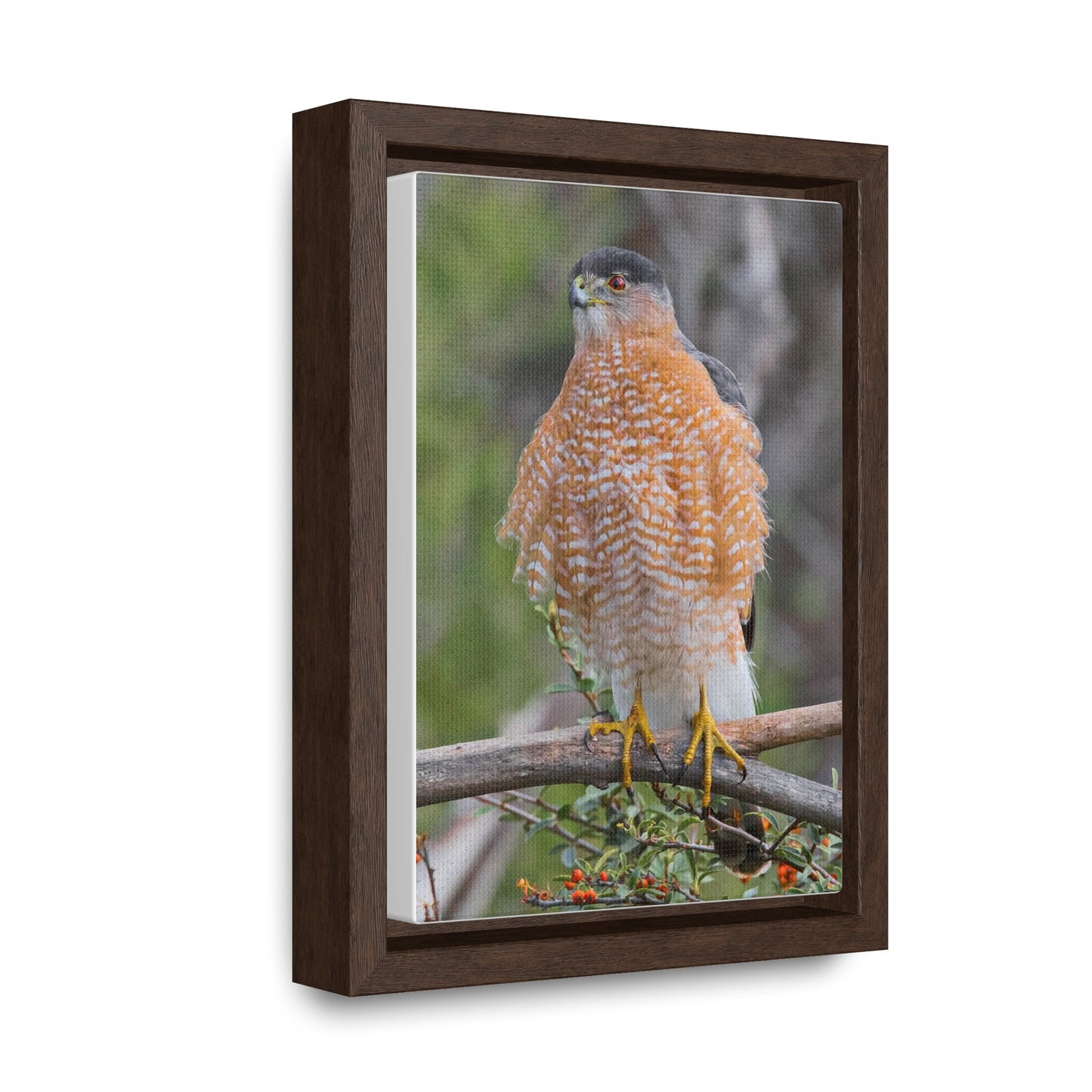 Canvas Wrap Cooper's Hawk
