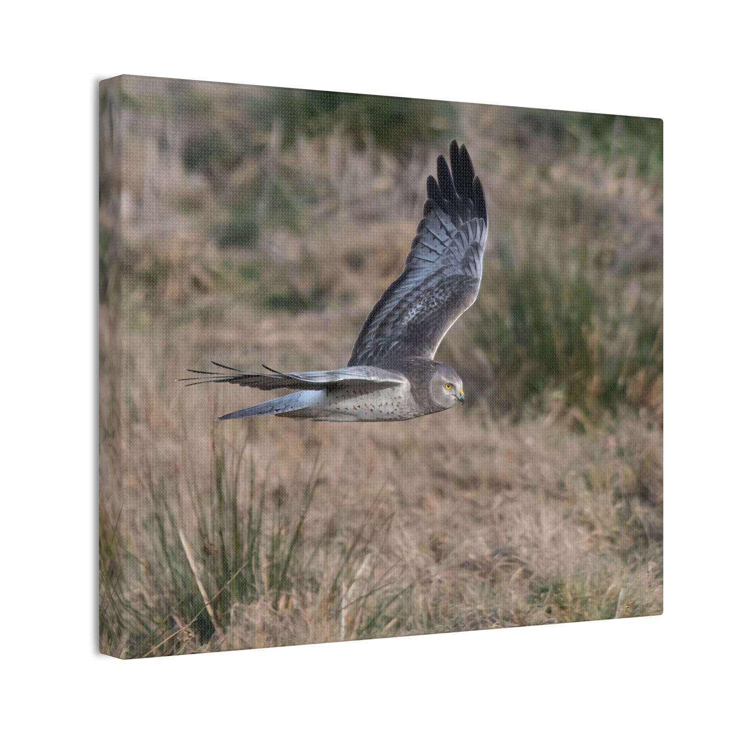 Canvas Print - Male Northern Harrier (Gray Ghost)