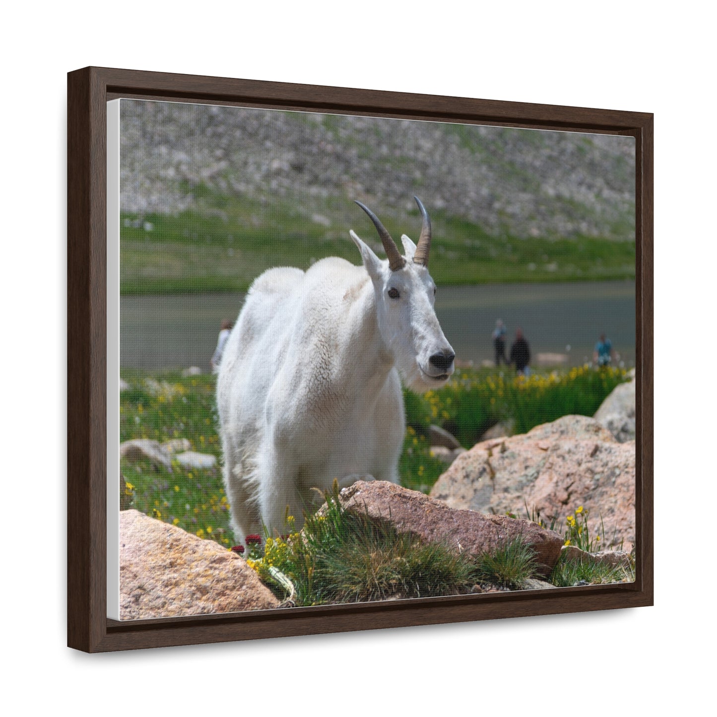 Canvas Wraps - Mountain Goat in Colorado