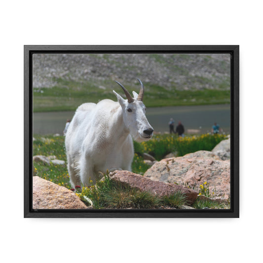 Canvas Wraps - Mountain Goat in Colorado