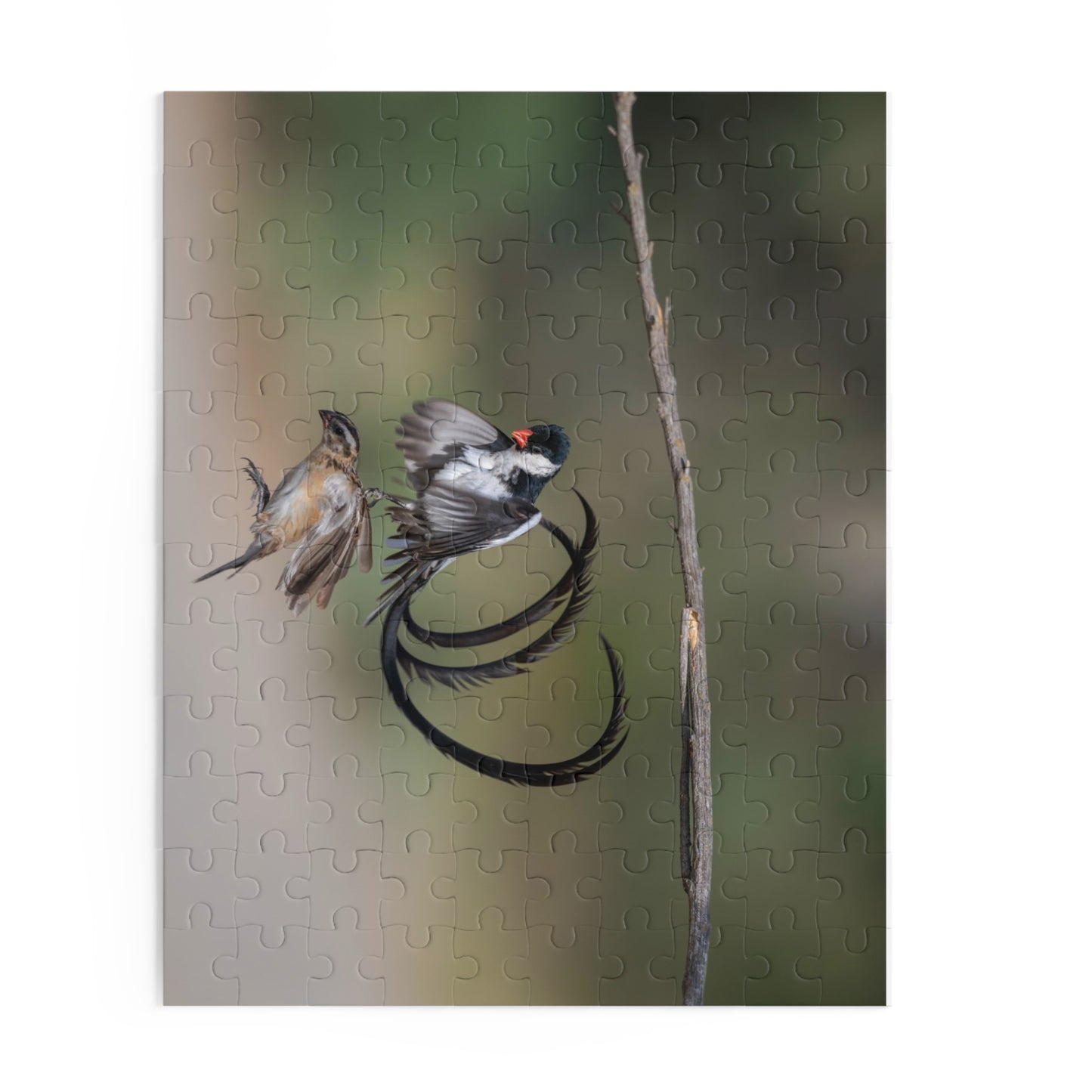 Puzzle, Male and Female Pin Tailed Wydah in Flight, Jigsaw Game, Bird Lover Gift, Relaxation Activity, 120, 252, 500-Piece