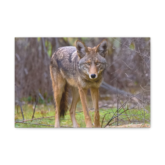 Canvas Wraps - Coyote on the Prowl Wall Art