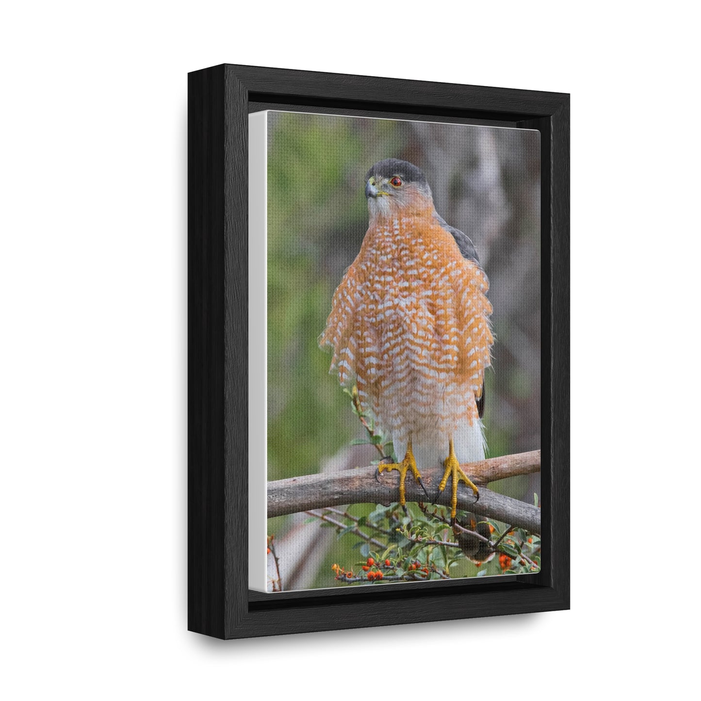 Canvas Wrap Cooper's Hawk