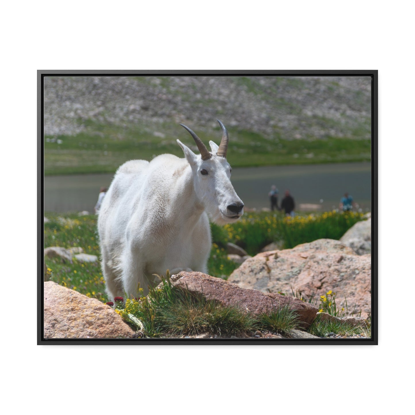 Canvas Wraps - Mountain Goat in Colorado