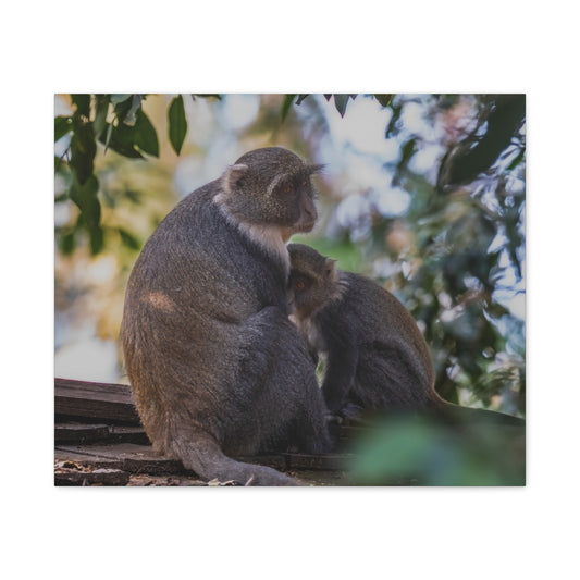 Canvas Print: Sykes Monkey