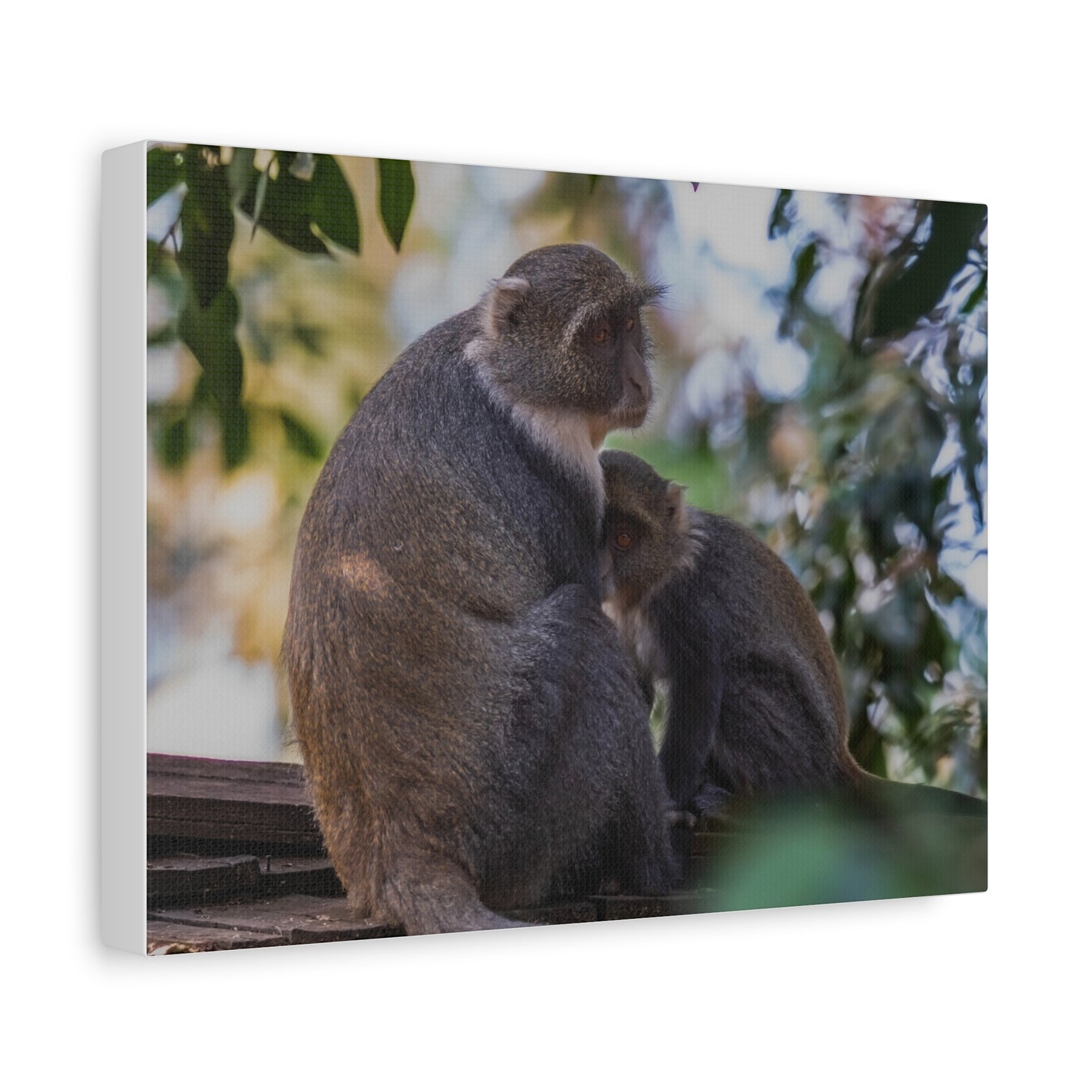Canvas Print: Sykes Monkey
