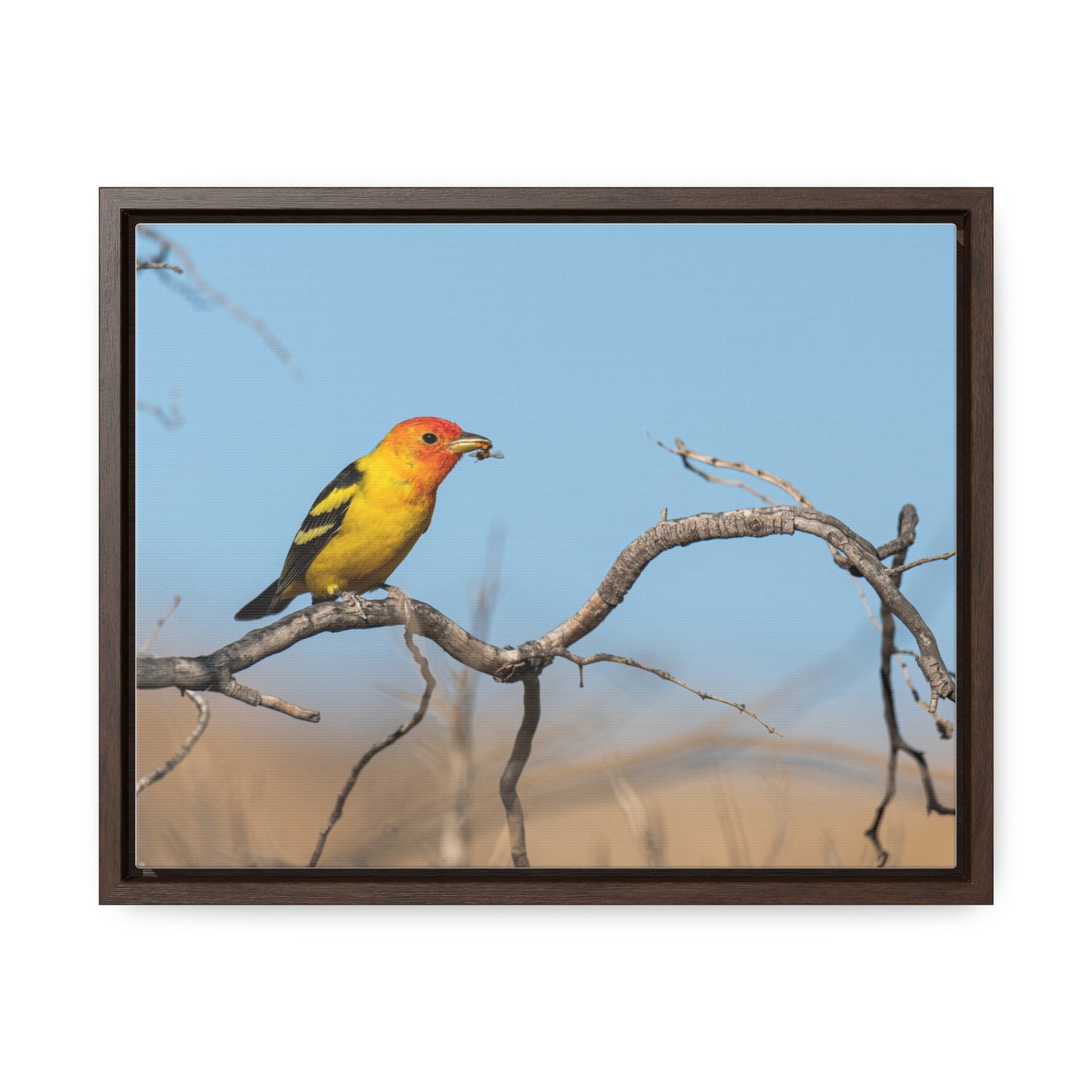 Canvas Wrap - Western Tanager