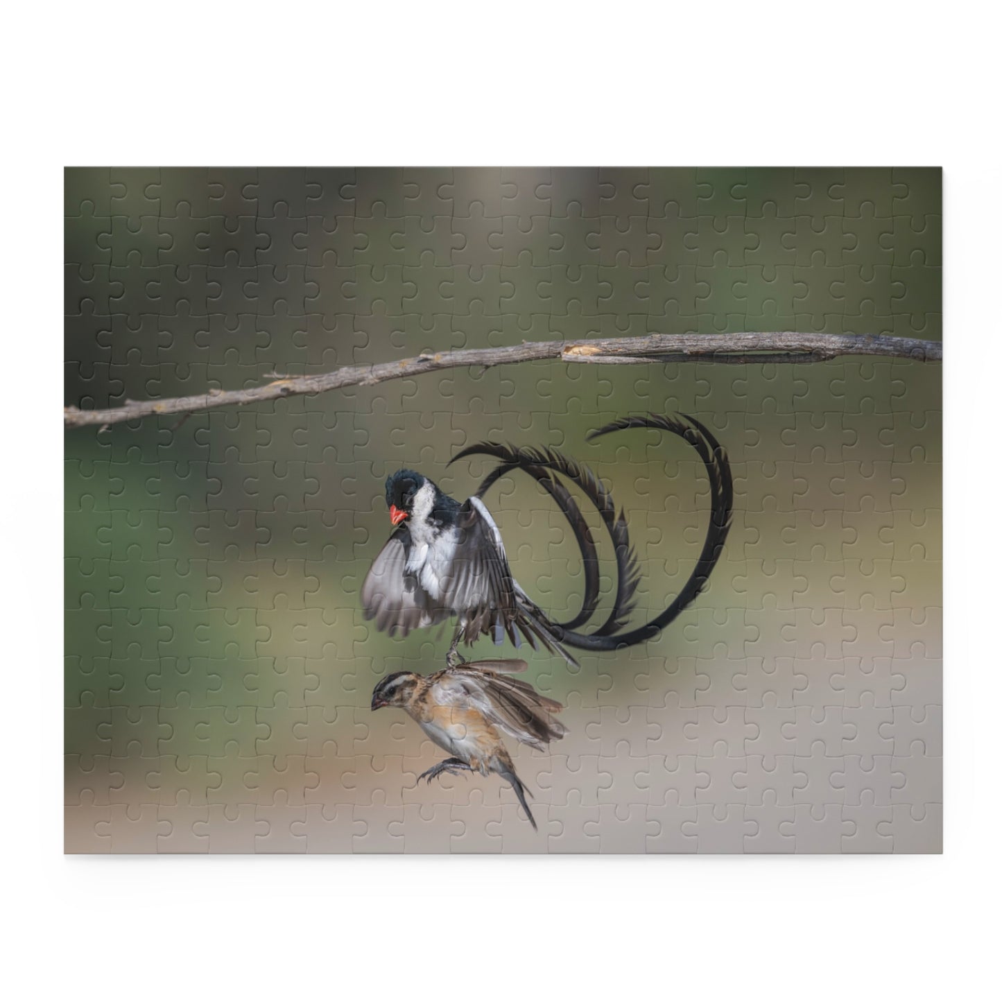 Puzzle, Male and Female Pin Tailed Wydah in Flight, Jigsaw Game, Bird Lover Gift, Relaxation Activity, 120, 252, 500-Piece