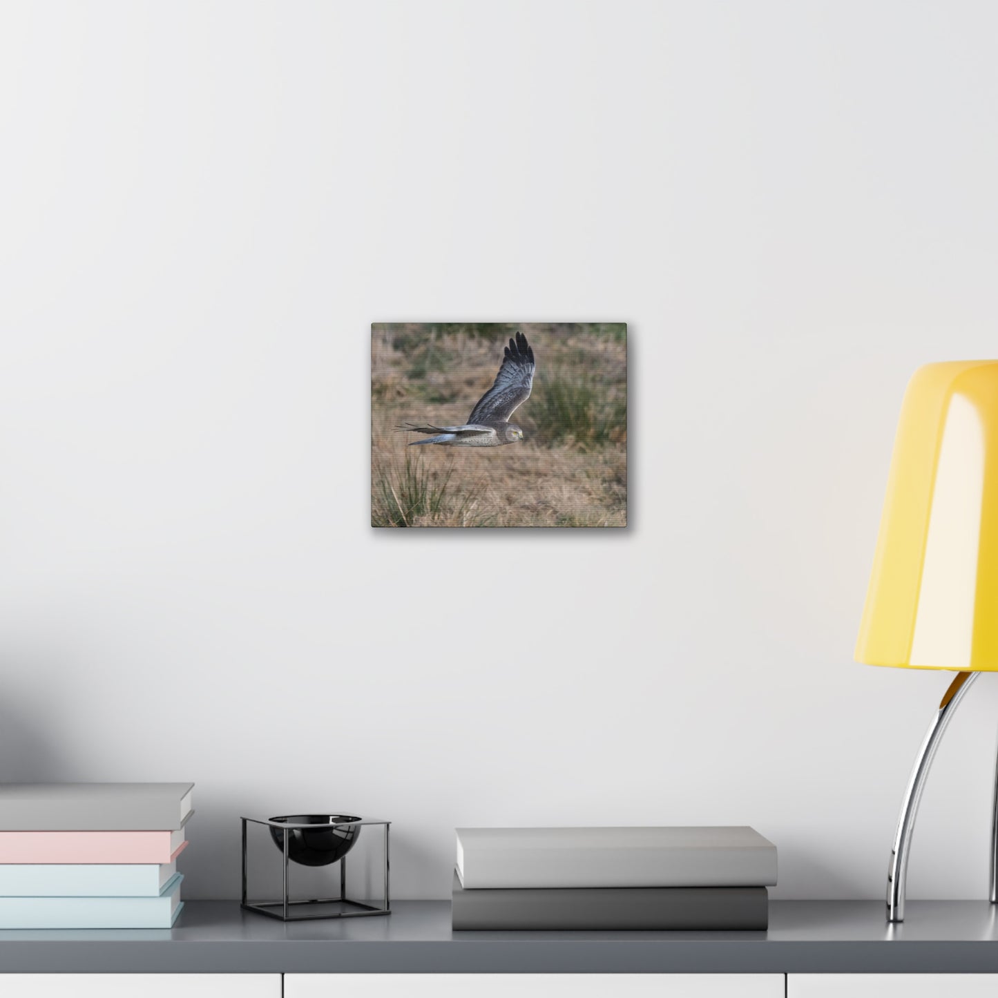 Canvas Print - Male Northern Harrier (Gray Ghost)