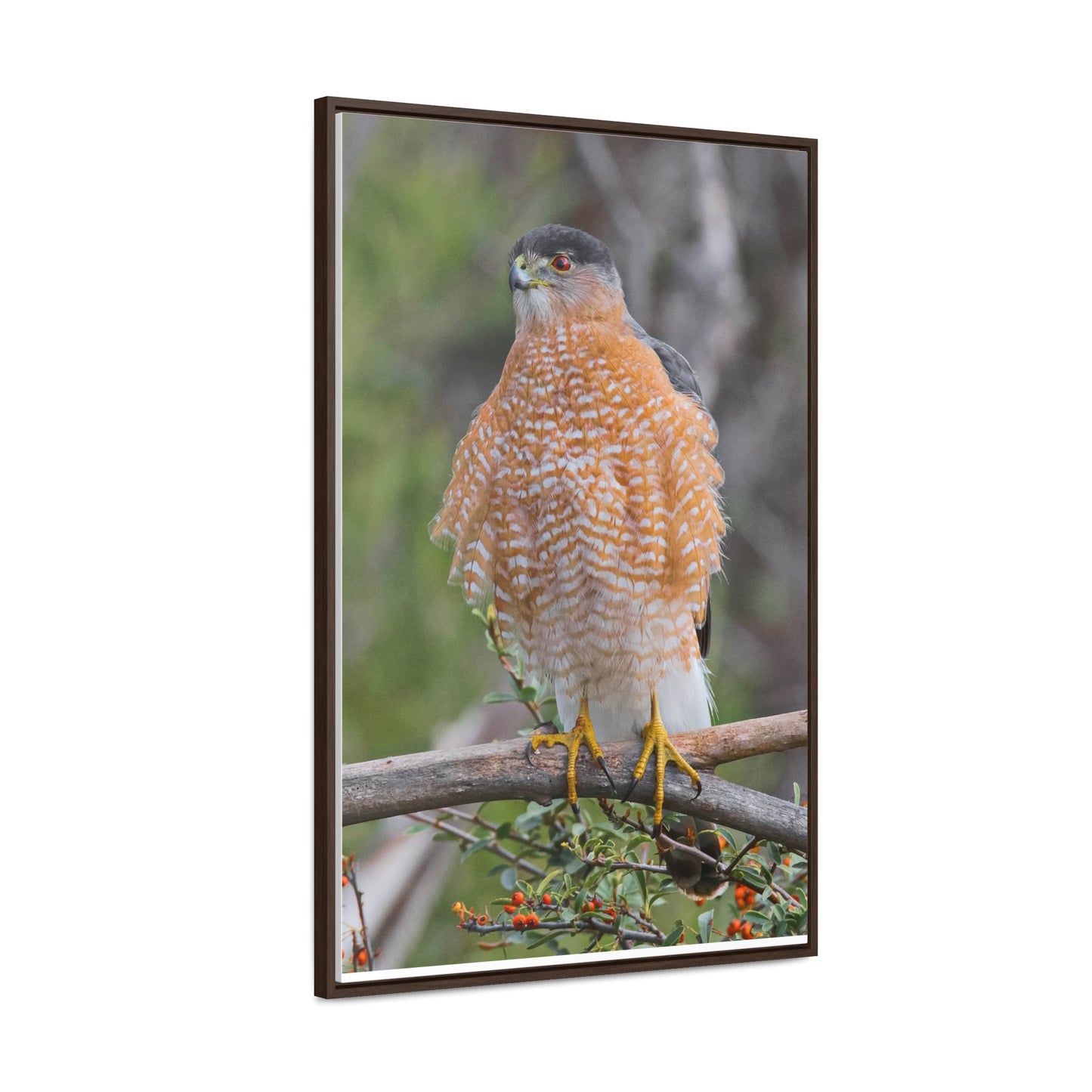 Canvas Wrap Cooper's Hawk