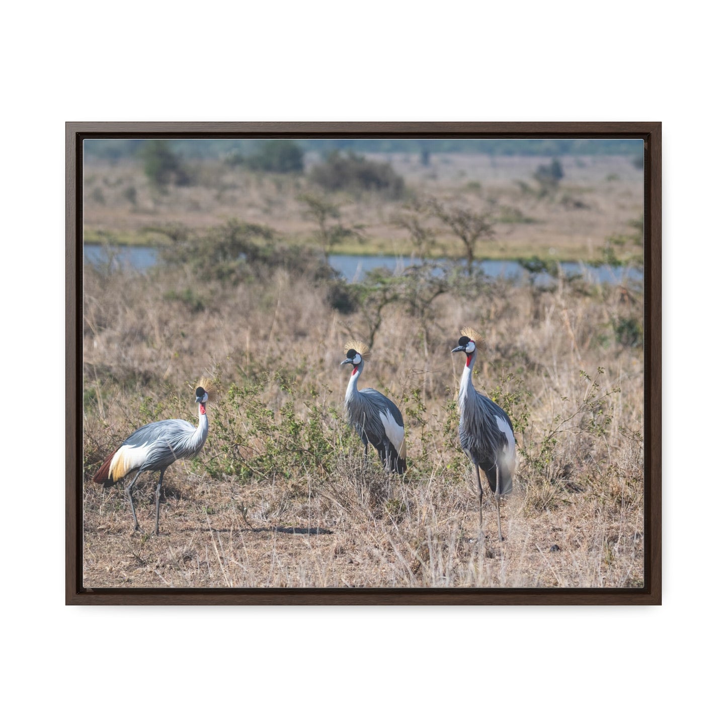 Canvas Wraps, African Crane in the Savannah Wall Art Decor - Horizontal Frame, Wildlife Nature Photography Print, Safari