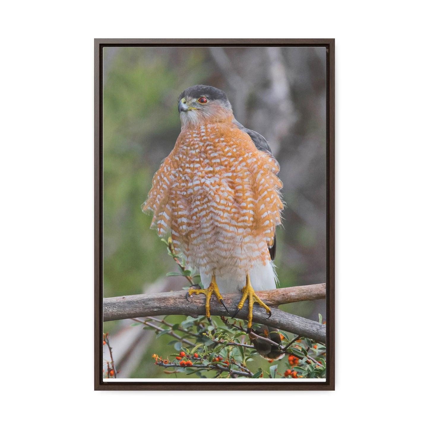 Canvas Wrap Cooper's Hawk