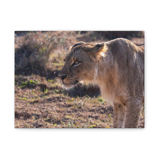 Canvas Print - The Lion King of the Jungle in the African Savannah