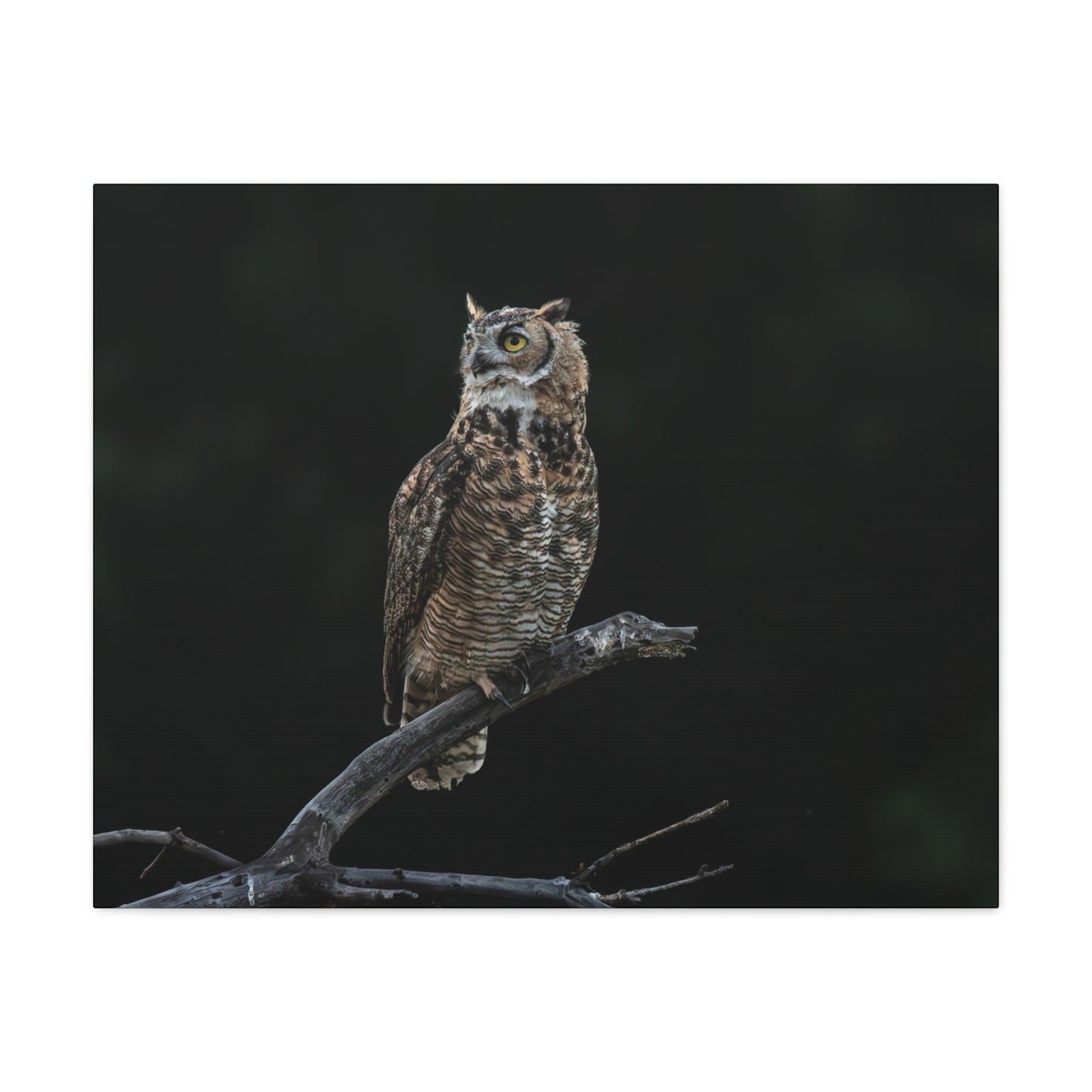 Canvas Print - Great Horned Owl Watching over their domain