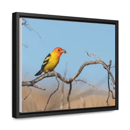 Canvas Wrap - Western Tanager