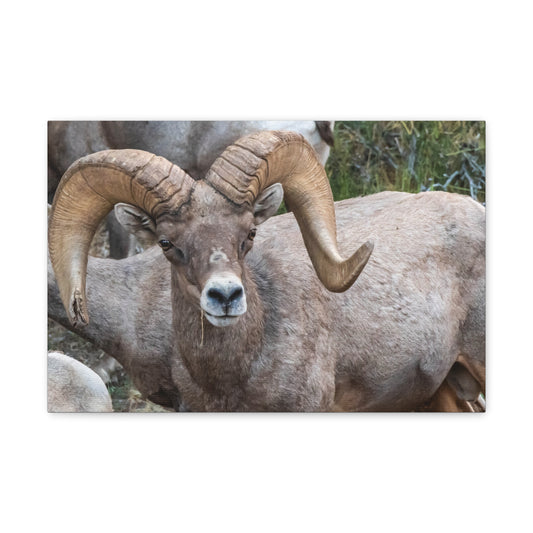Canvas Gallery Wraps - Big Horn Sheep Wall Art, Wildlife Home Decor, Nature Photography, Animal Canvas Print, Mountain Artwork, Wildlife