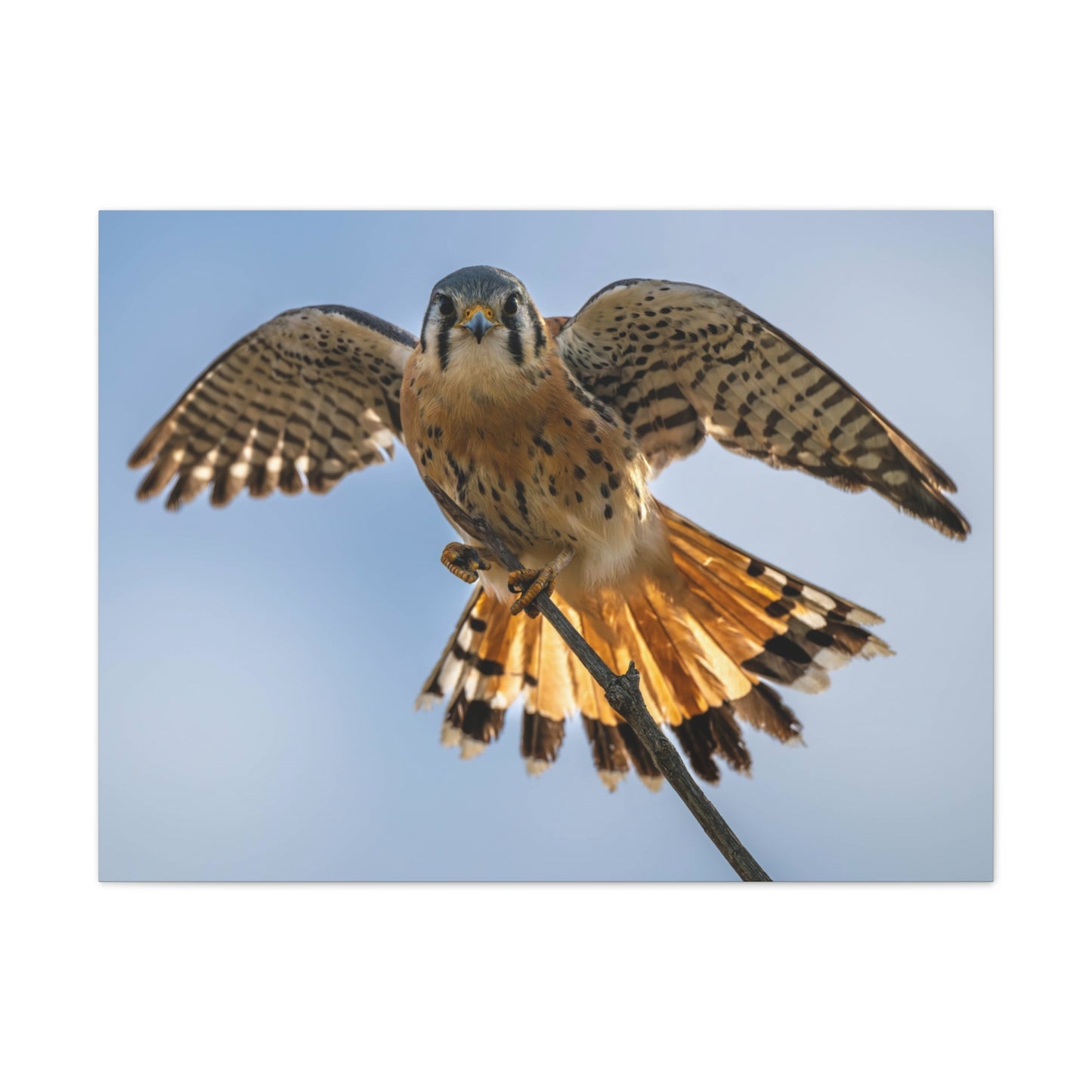 Stretched Canvas Wall Art – Majestic Bird in Flight, Home Decor, Nature Print, Gift for Bird Lovers, Wildlife Art