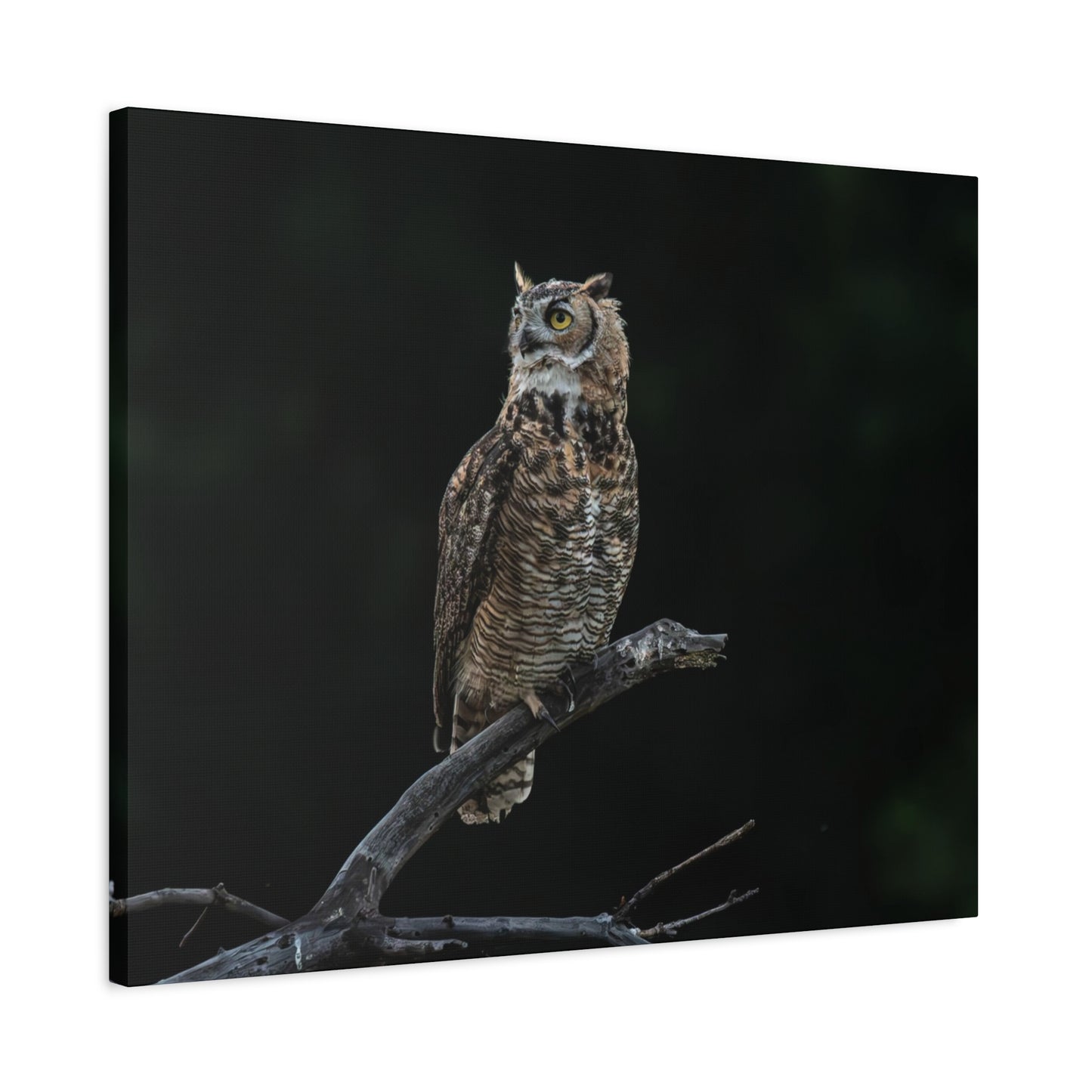 Canvas Print - Great Horned Owl Watching over their domain