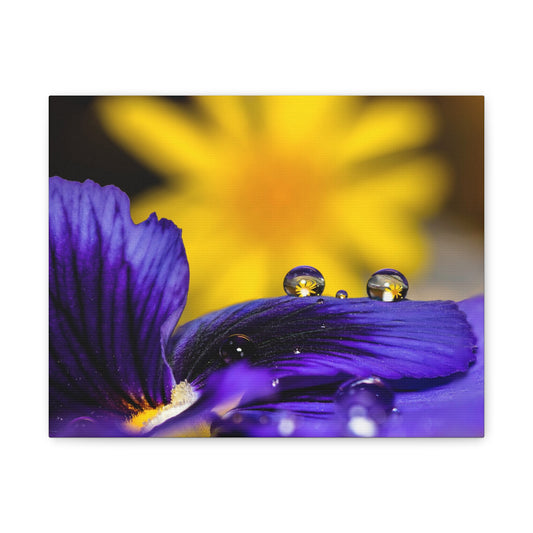 Canvas Print - Purple and Yellow