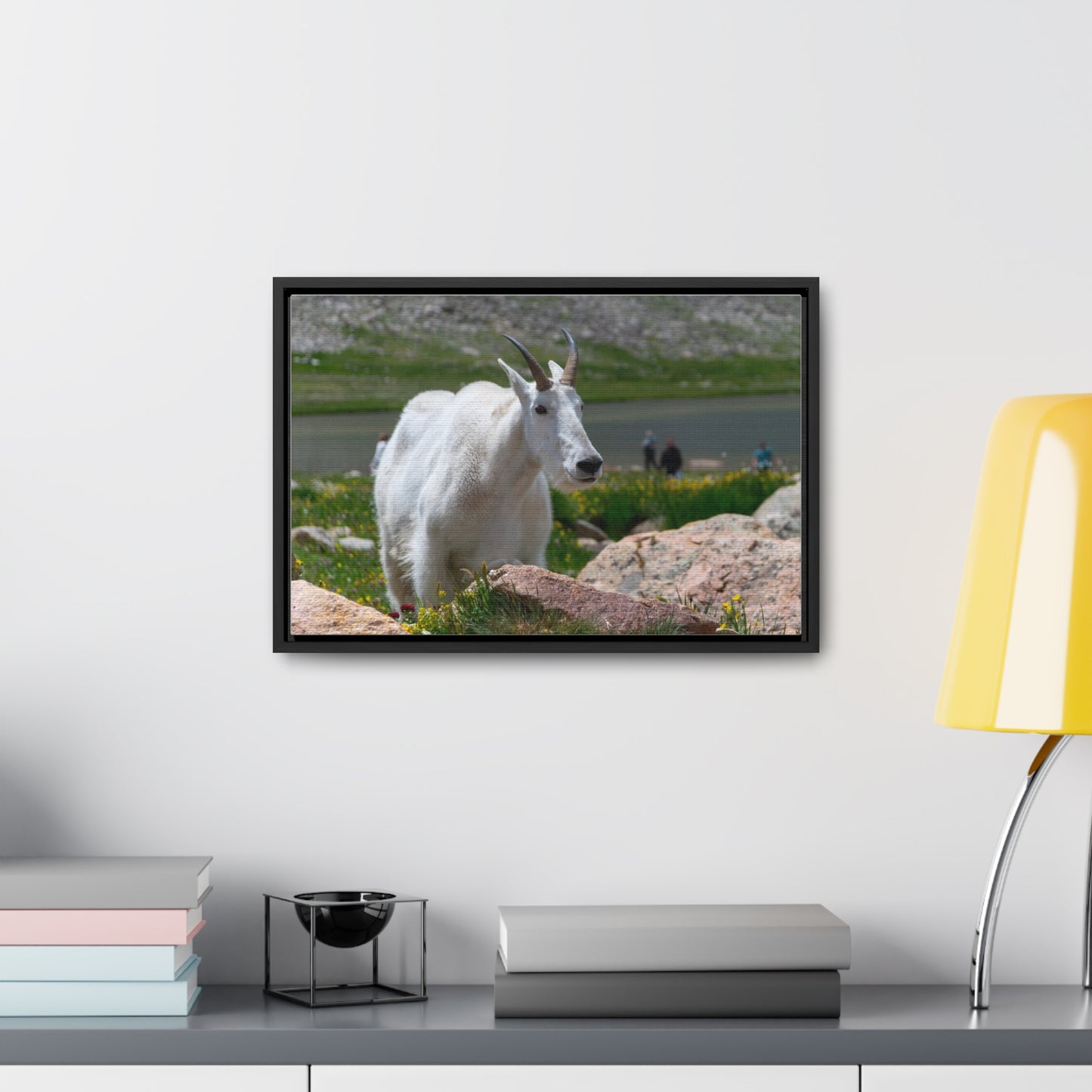 Canvas Wraps - Mountain Goat in Colorado