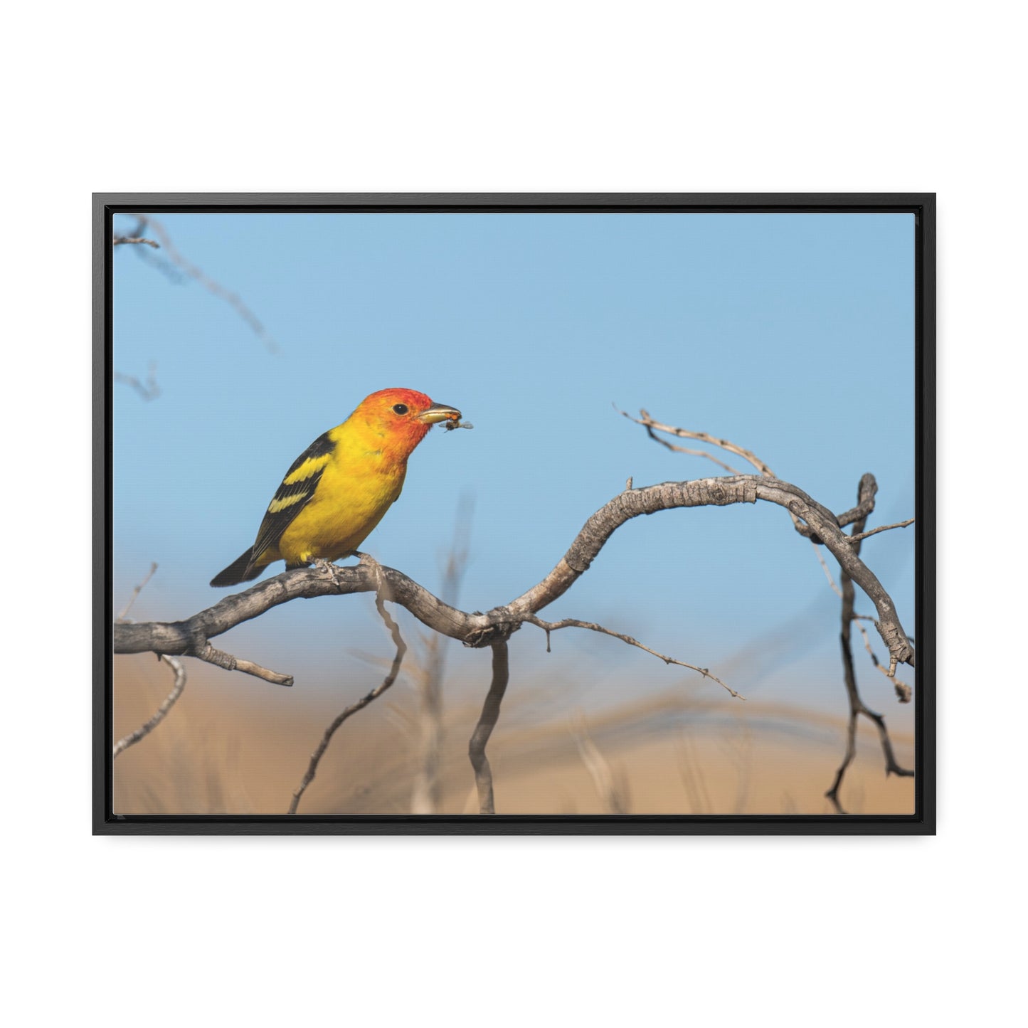 Canvas Wrap - Western Tanager