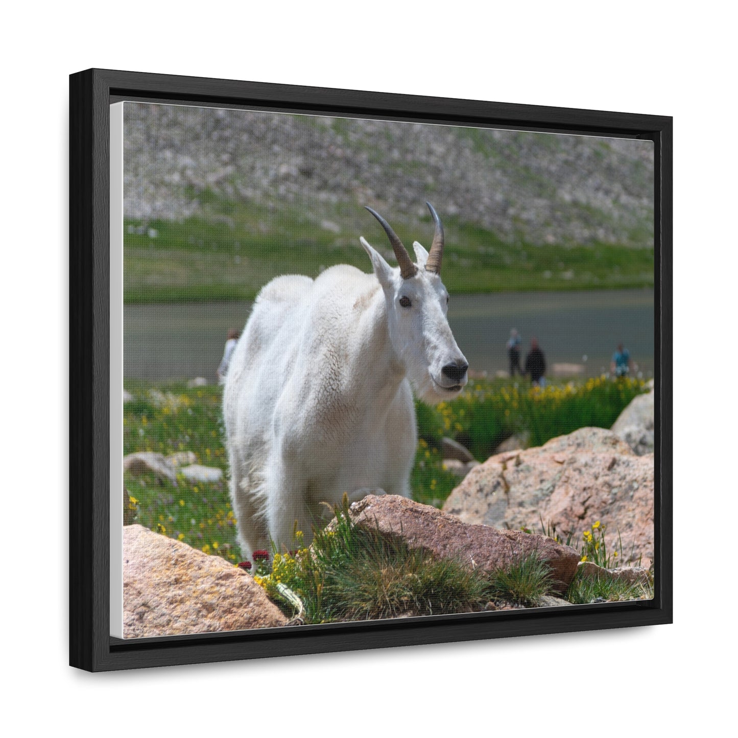 Canvas Wraps - Mountain Goat in Colorado