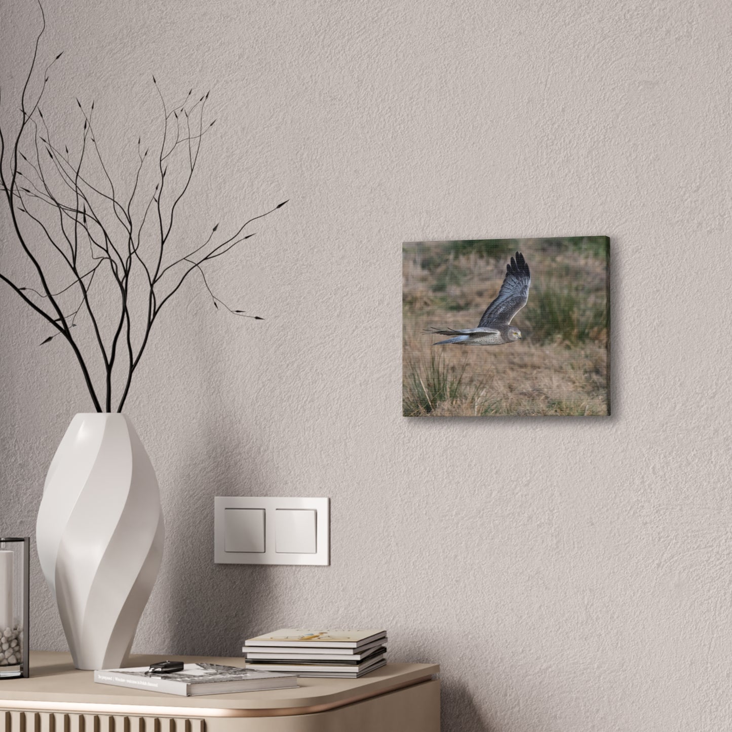 Canvas Print - Male Northern Harrier (Gray Ghost)