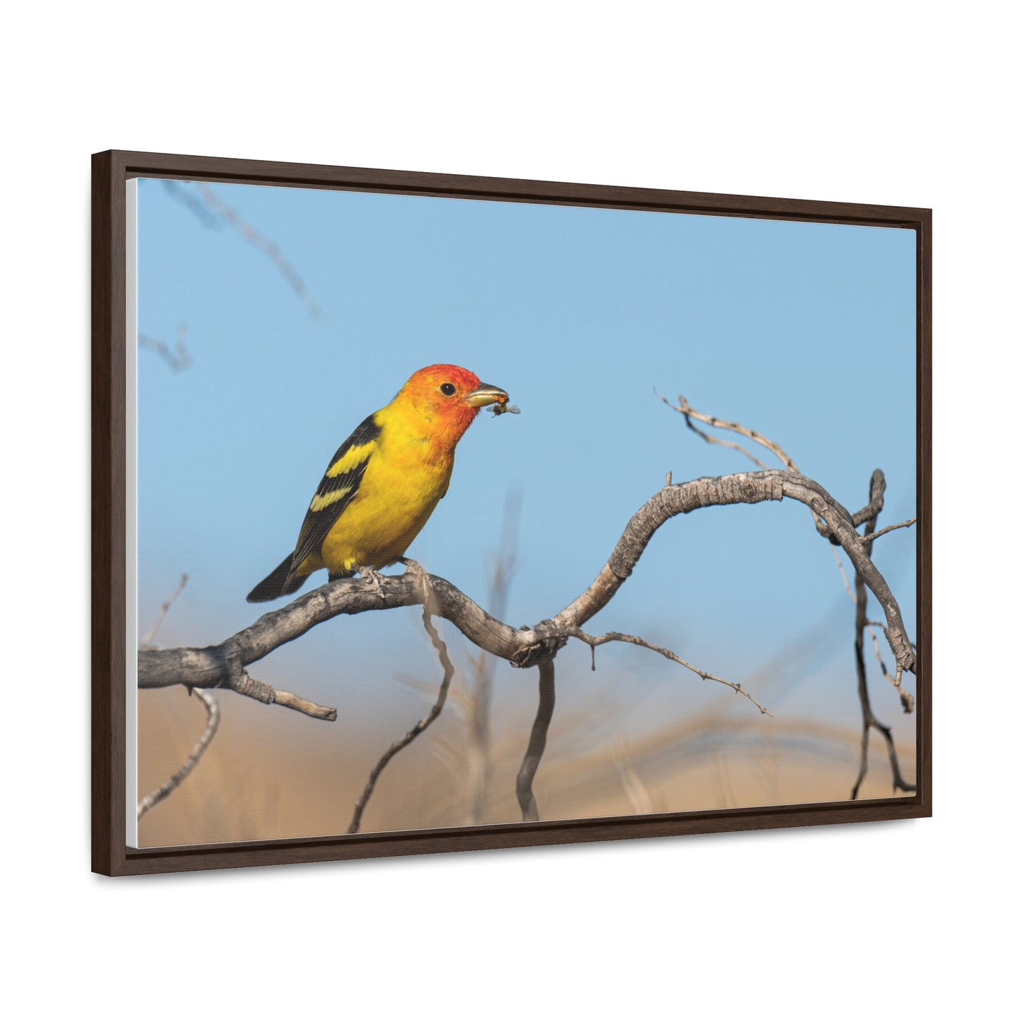 Canvas Wrap - Western Tanager