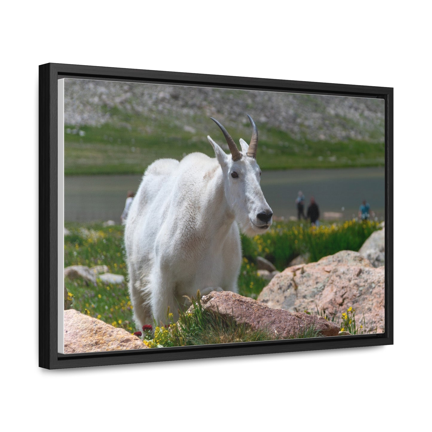 Canvas Wraps - Mountain Goat in Colorado