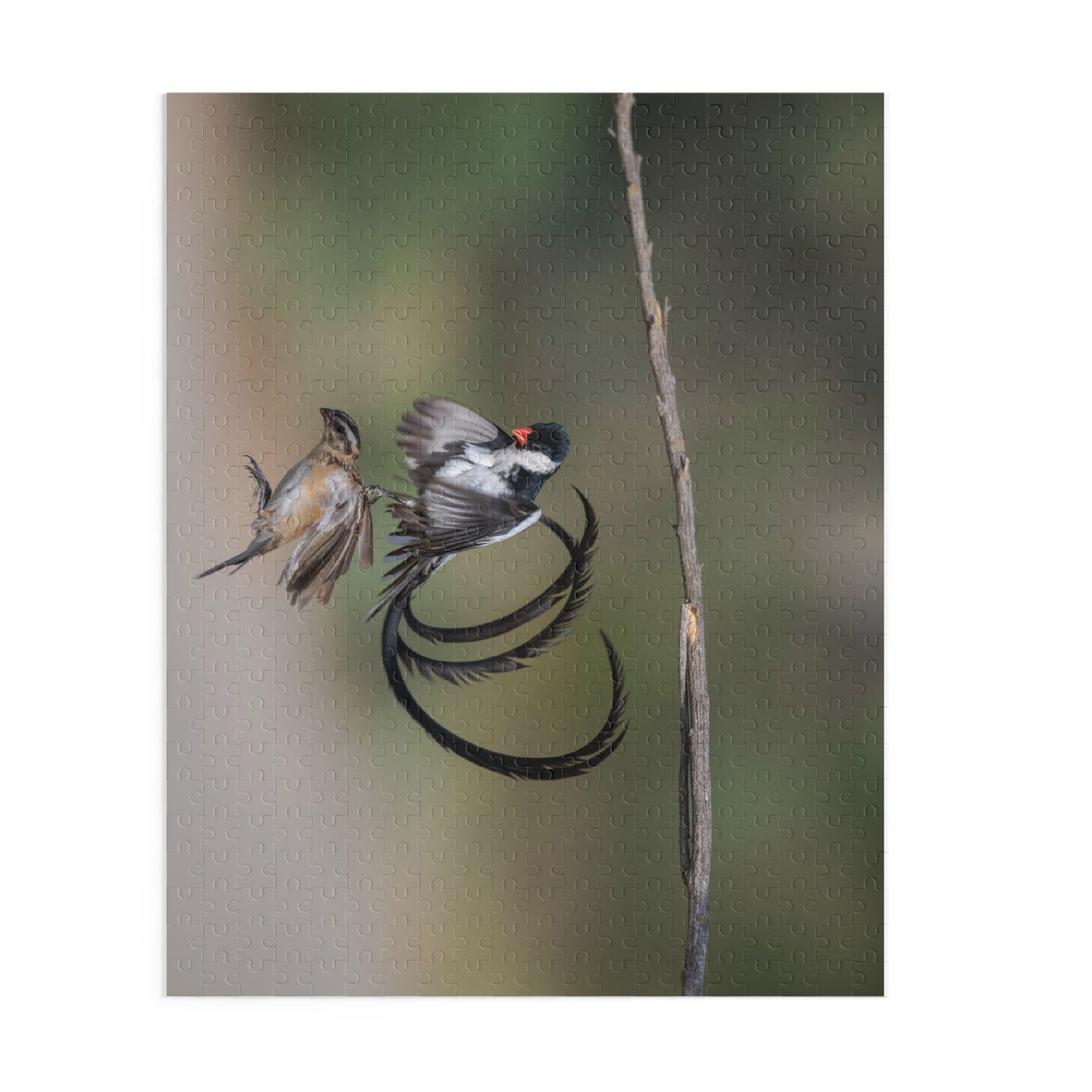 Puzzle, Male and Female Pin Tailed Wydah in Flight, Jigsaw Game, Bird Lover Gift, Relaxation Activity, 120, 252, 500-Piece
