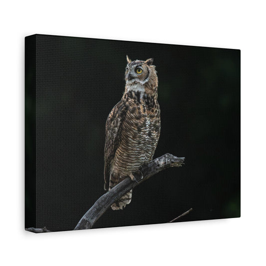 Canvas Print - Great Horned Owl Watching over their domain