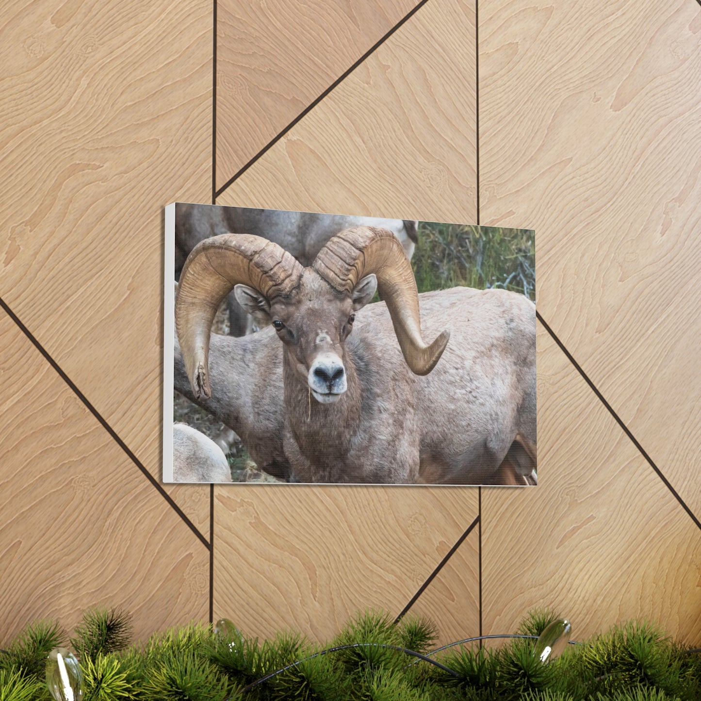 Canvas Gallery Wraps - Big Horn Sheep Wall Art, Wildlife Home Decor, Nature Photography, Animal Canvas Print, Mountain Artwork, Wildlife