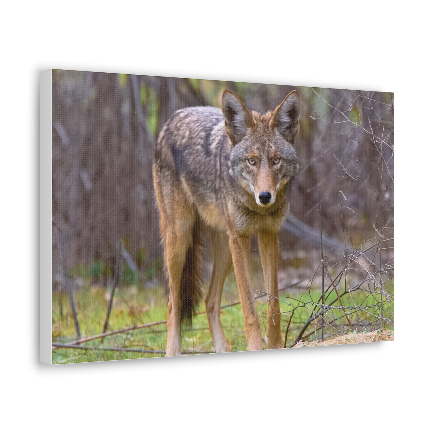 Canvas Wraps - Coyote on the Prowl Wall Art