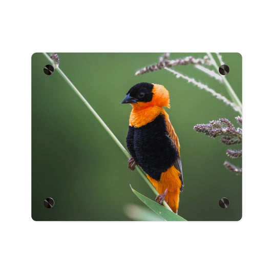 Acrylic Wall Art Panel - Vibrant Northern Red Bishop Weaver from Africa