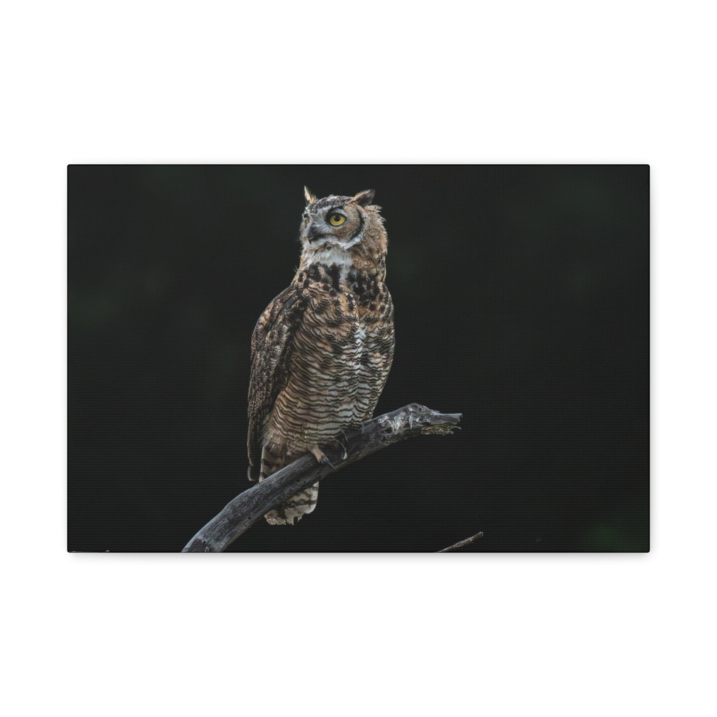 Canvas Print - Great Horned Owl Watching over their domain