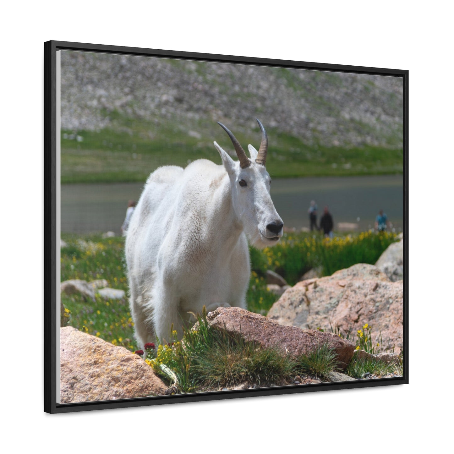 Canvas Wraps - Mountain Goat in Colorado
