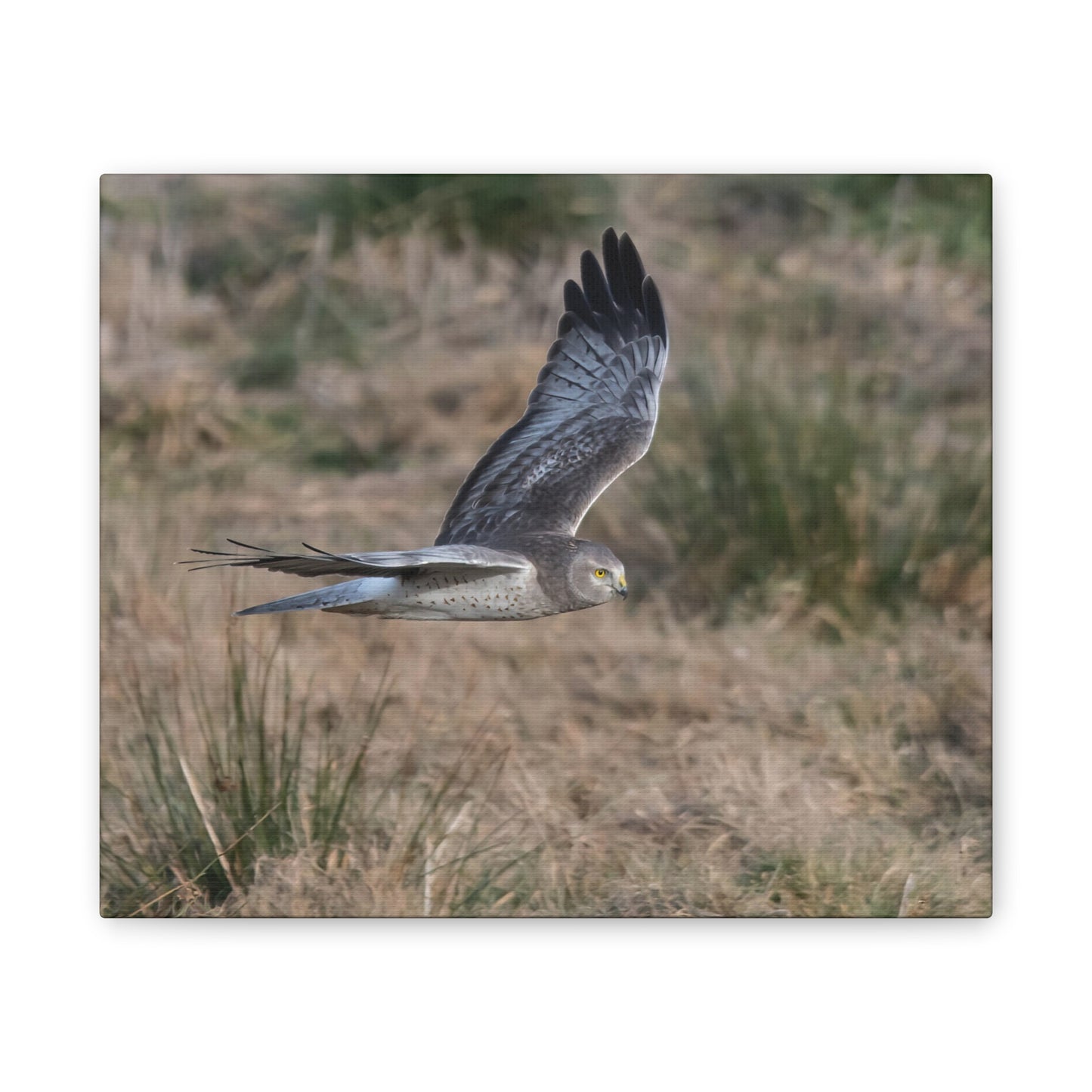 Canvas Print - Male Northern Harrier (Gray Ghost)