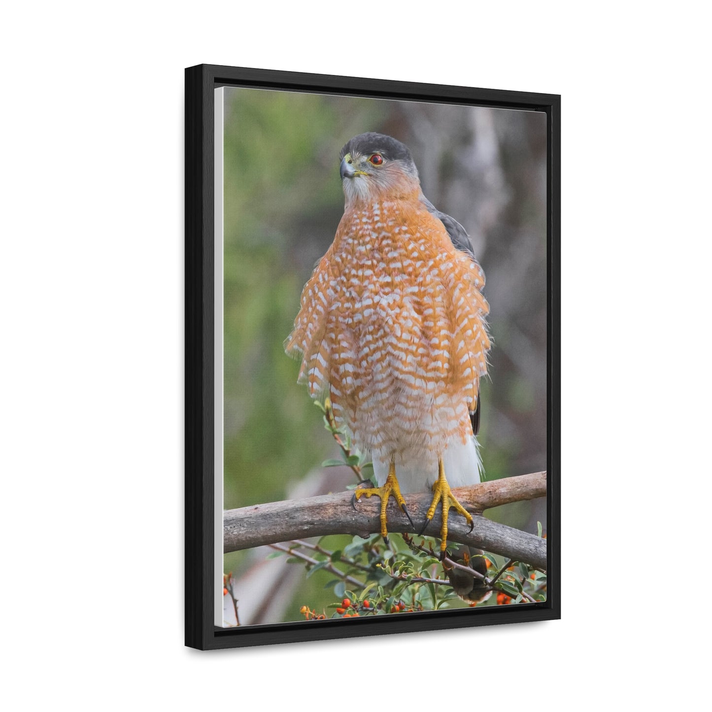 Canvas Wrap Cooper's Hawk