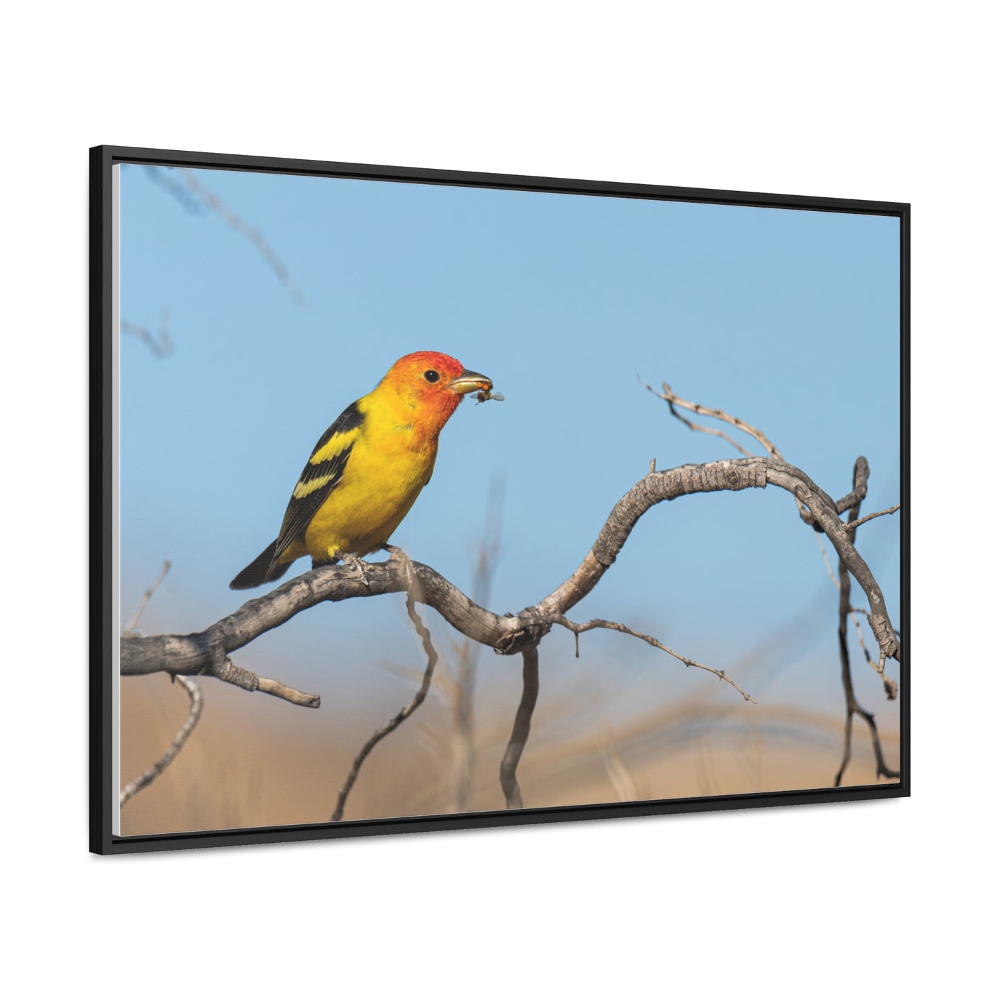 Canvas Wrap - Western Tanager