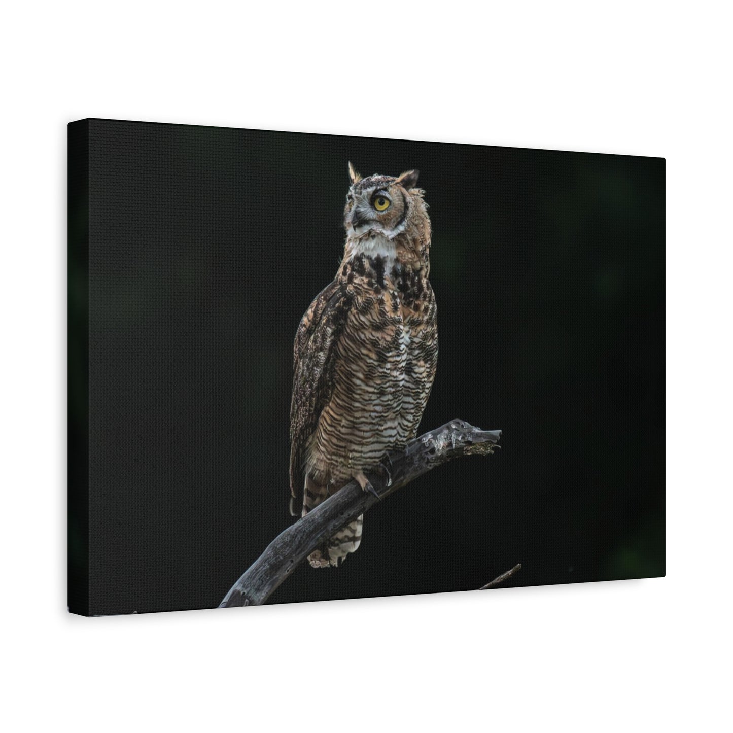 Canvas Print - Great Horned Owl Watching over their domain