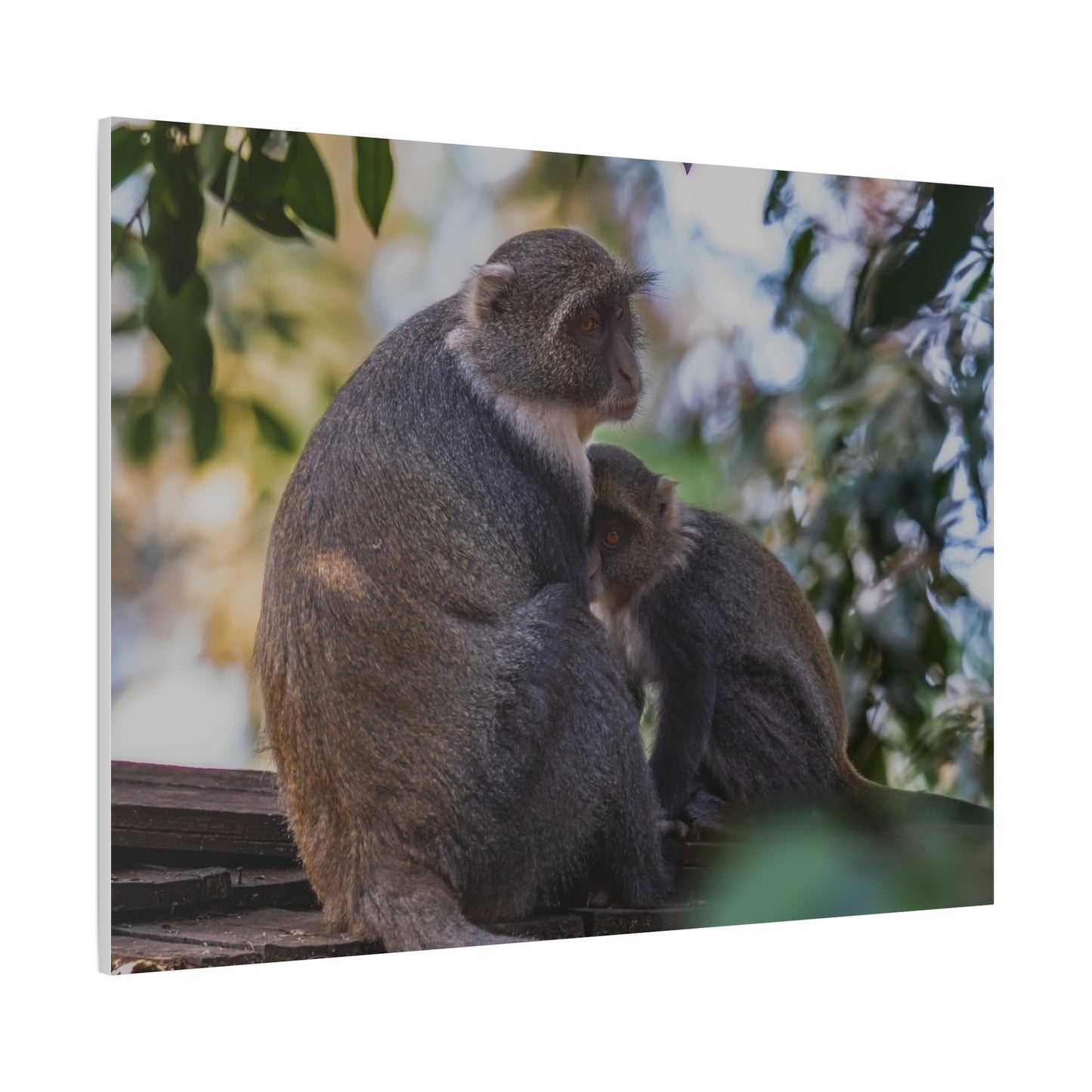 Canvas Print: Sykes Monkey