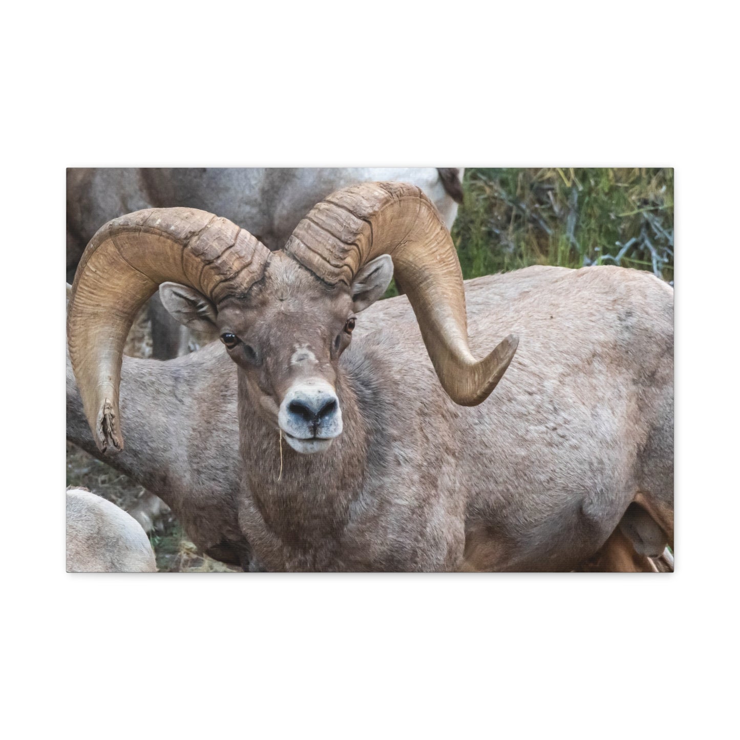 Canvas Gallery Wraps - Big Horn Sheep Wall Art, Wildlife Home Decor, Nature Photography, Animal Canvas Print, Mountain Artwork, Wildlife