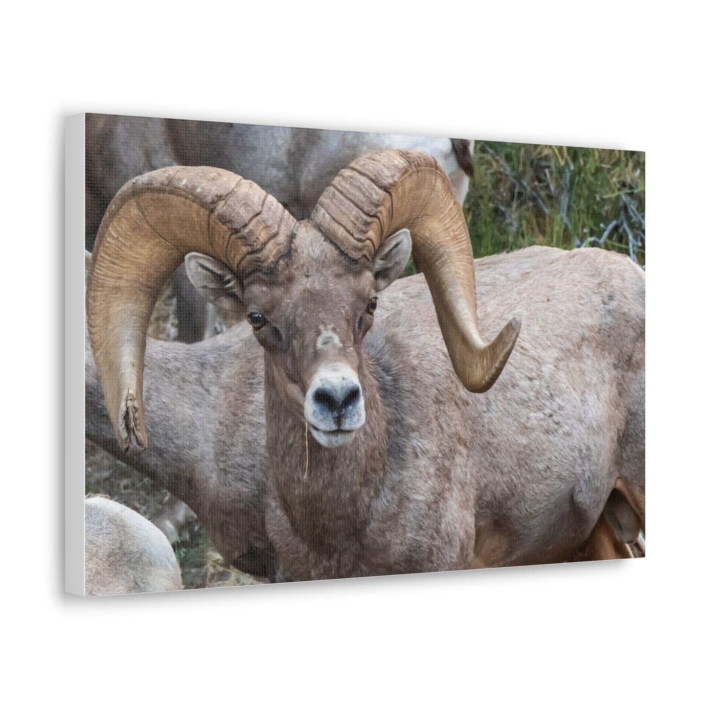 Canvas Gallery Wraps - Big Horn Sheep Wall Art, Wildlife Home Decor, Nature Photography, Animal Canvas Print, Mountain Artwork, Wildlife