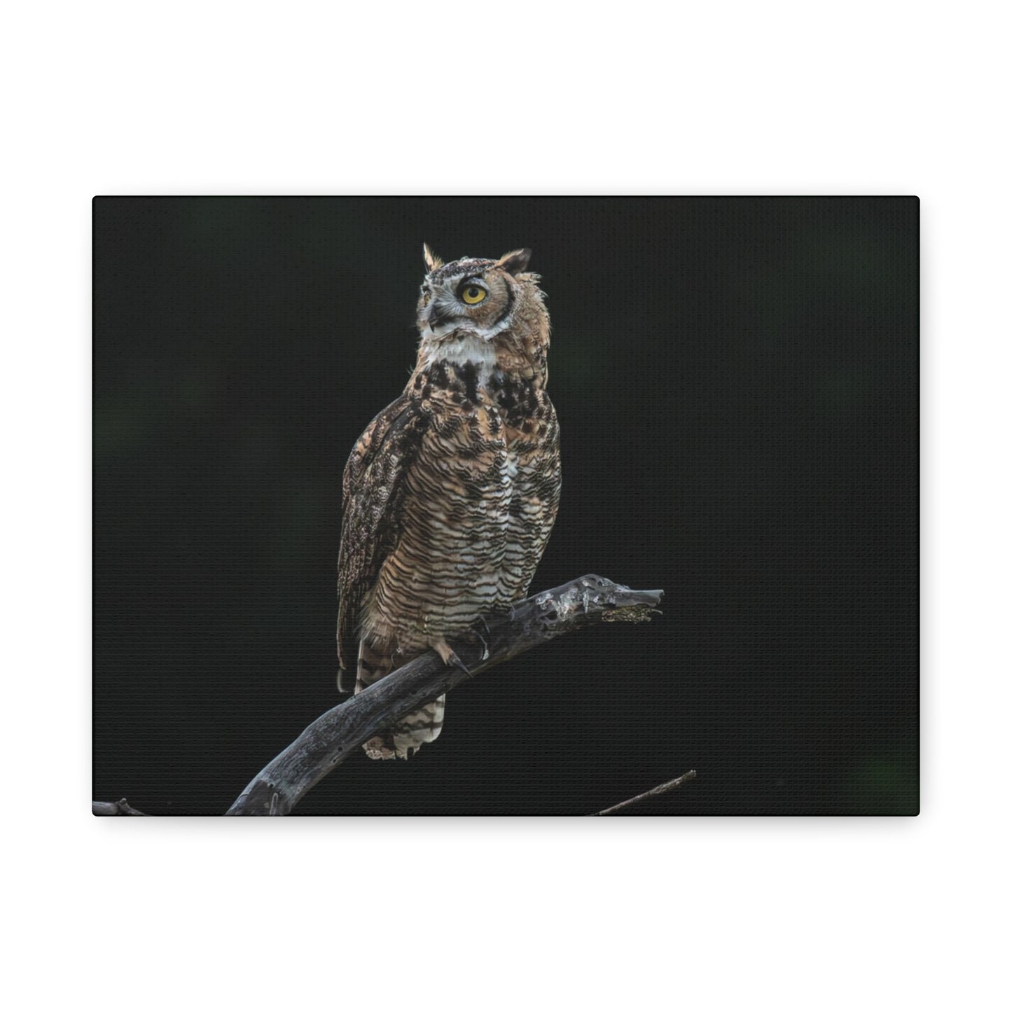 Canvas Print - Great Horned Owl Watching over their domain